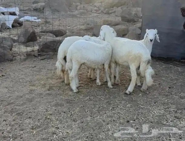 ذبايح ثلاجه ذبايح مناسبات تيوس وطليان طيبه يوجد سلخ وتوصيل 3