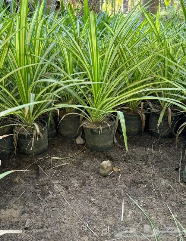 تنسيق أشجار وحدايق 2