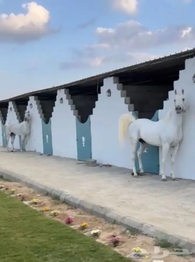 مربط وسطبل خيل 0