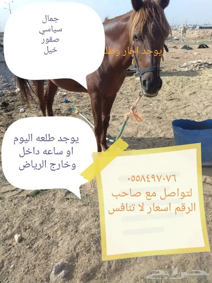 اجار خيول داخل وخارج الرياض 1