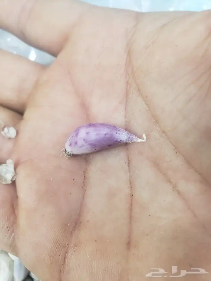 ثوم ذكر 1