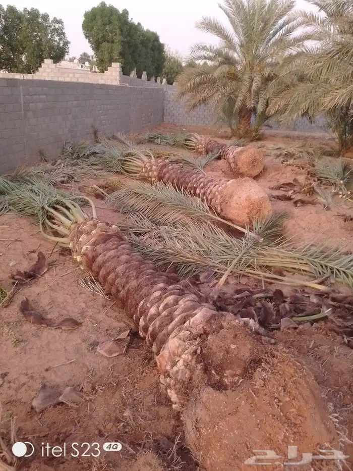 تكريب و تشويك وتنضيف 0