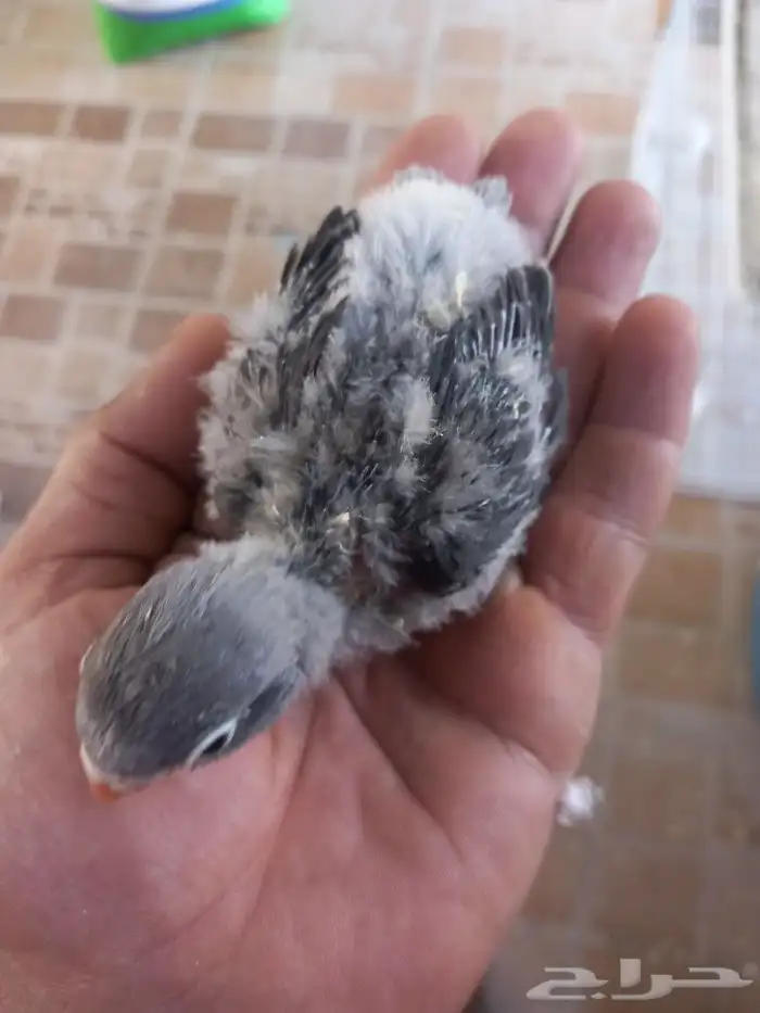 فرخ فيشر اسود 0