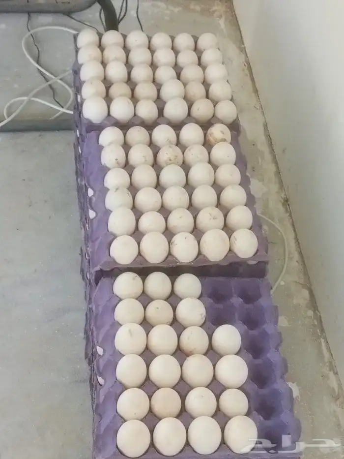 بيض بط بكيني مخصب شرط 2