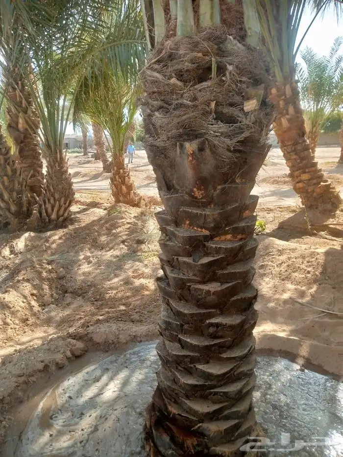 نخل اخلاص وصقعي 2