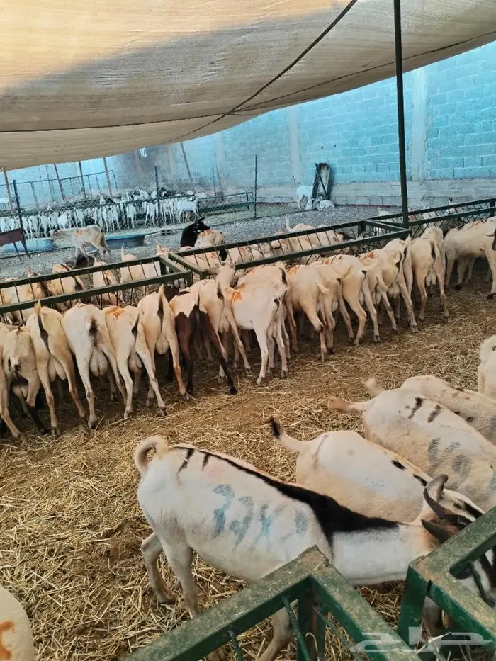 طليان بربري وتيوس ماشاء الله تبارك الرحمن 0