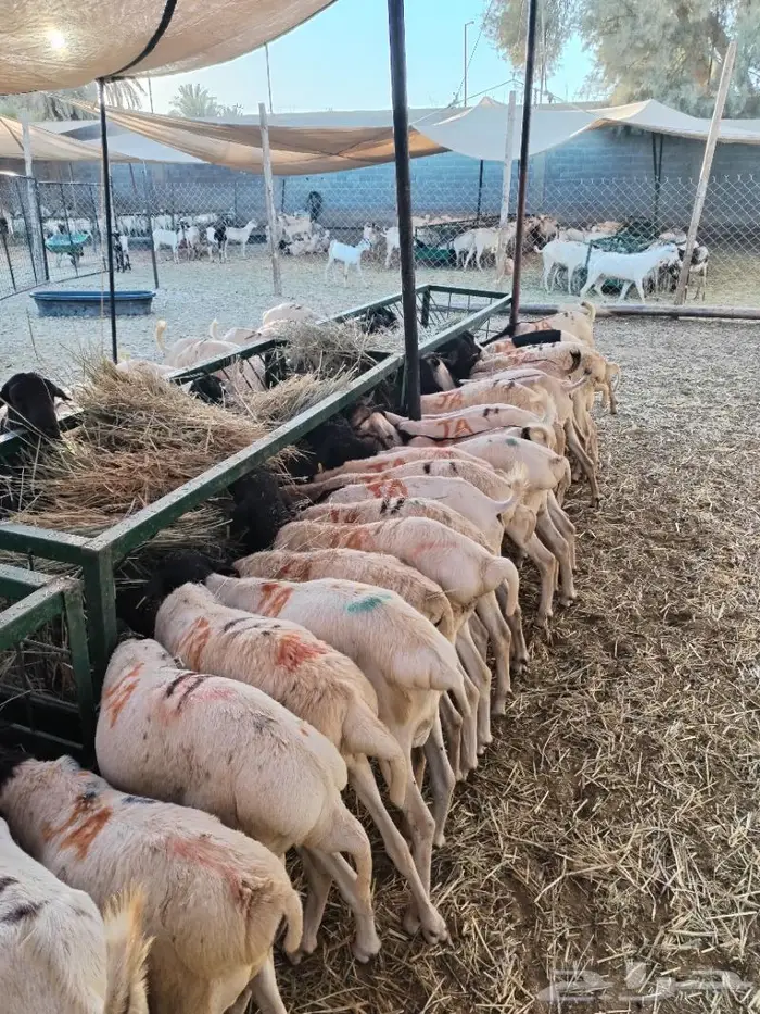 طليان بربري وتيوس ماشاء الله تبارك الرحمن 1