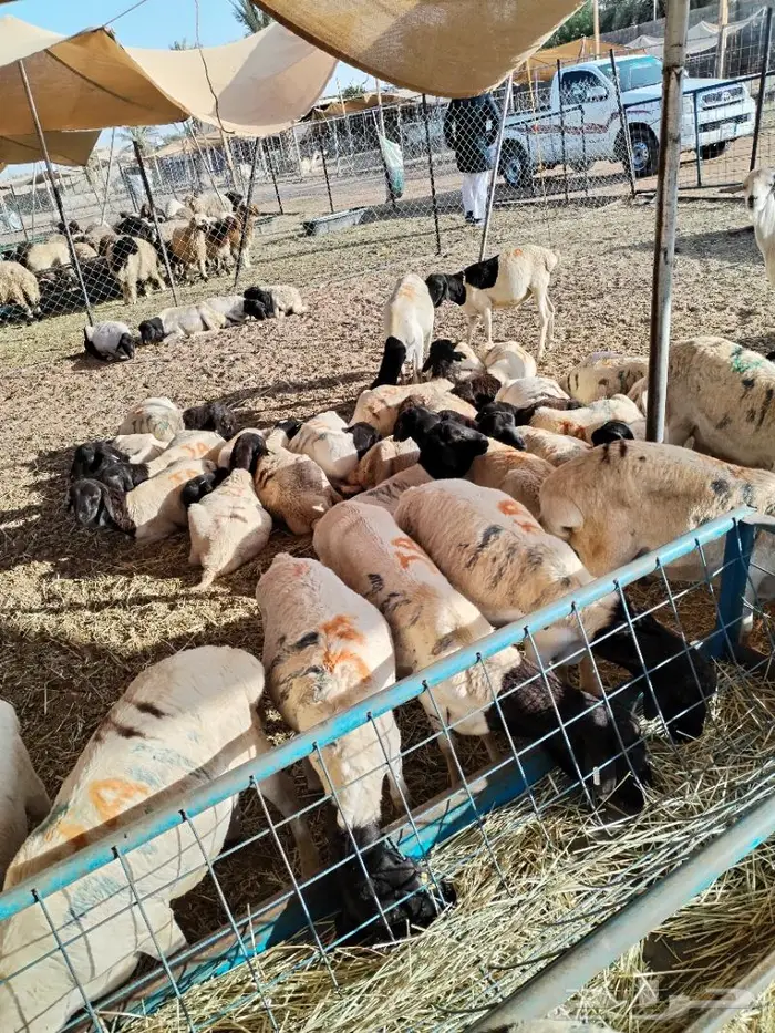 طليان بربري وتيوس ماشاء الله تبارك الرحمن 4