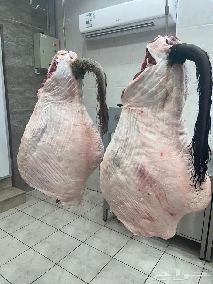 متجر ذبيحة تابي وتمارا 76