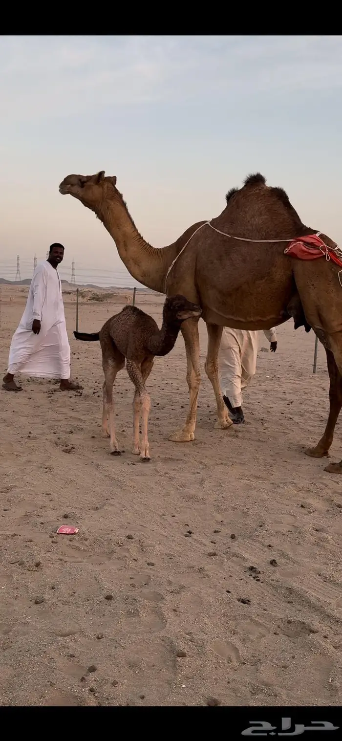 خلفه ساحليه حمراء مصغر (تم البيع) 1