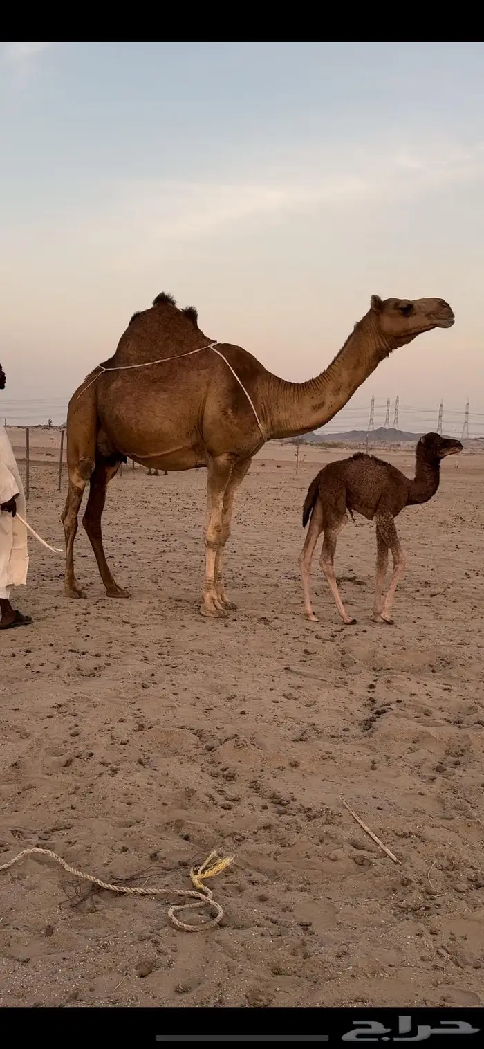 خلفه ساحليه حمراء مصغر (تم البيع) 2