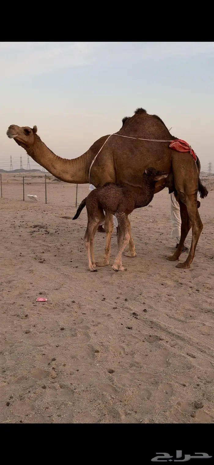 خلفه ساحليه حمراء مصغر (تم البيع) 3