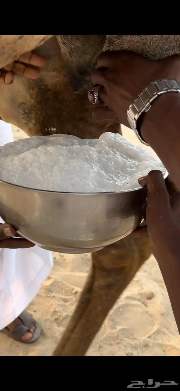 خلفه ساحليه حمراء مصغر (تم البيع) 4
