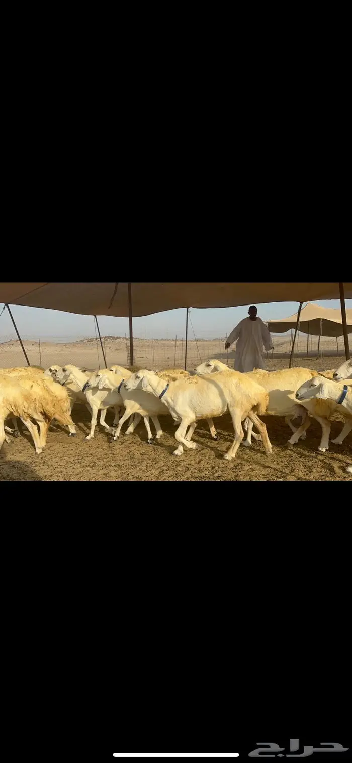 غنم حرية حرش كفو 0