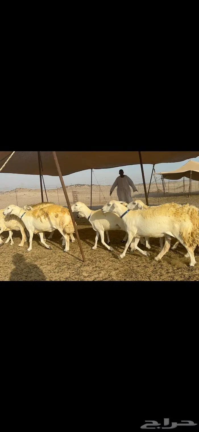 غنم حرية حرش كفو 4