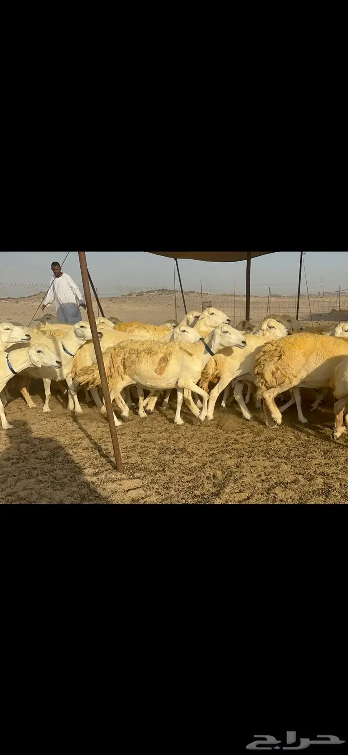 غنم حرية حرش كفو 6