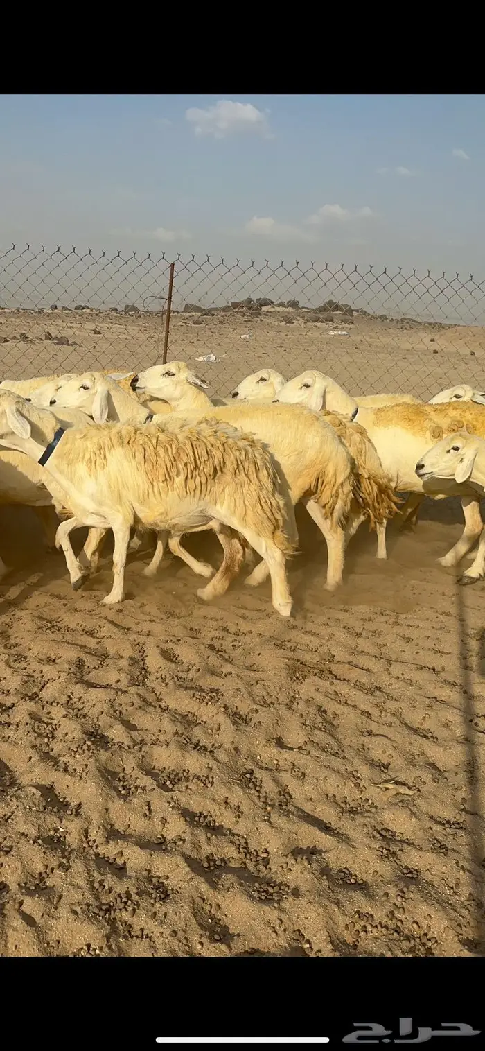 غنم حرية حرش كفو 8