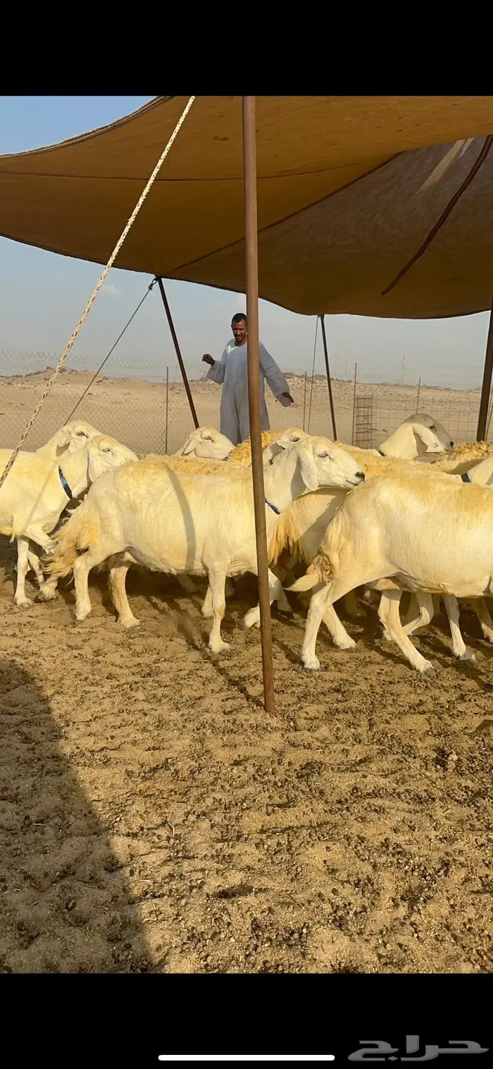 غنم حرية حرش كفو 9