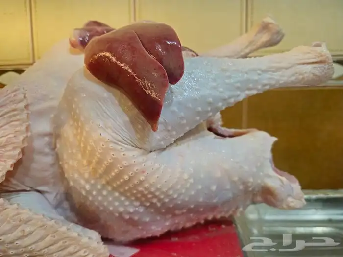ديك رومي ذبح طازج 1