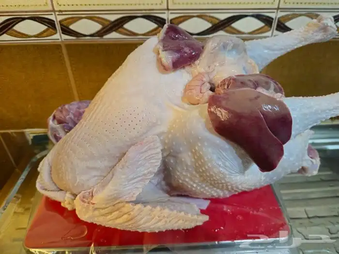 ديك رومي ذبح طازج 2