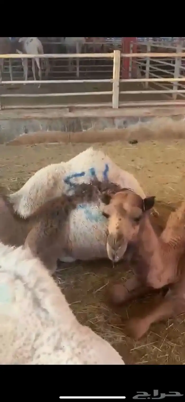 ذبائح ومطبخ 44