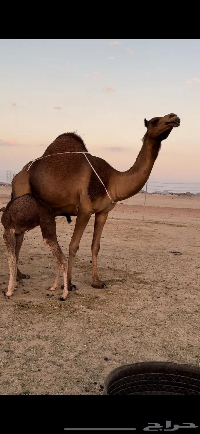 خلفه حمرا مصغر حلابه كفو(تم الببع) 2