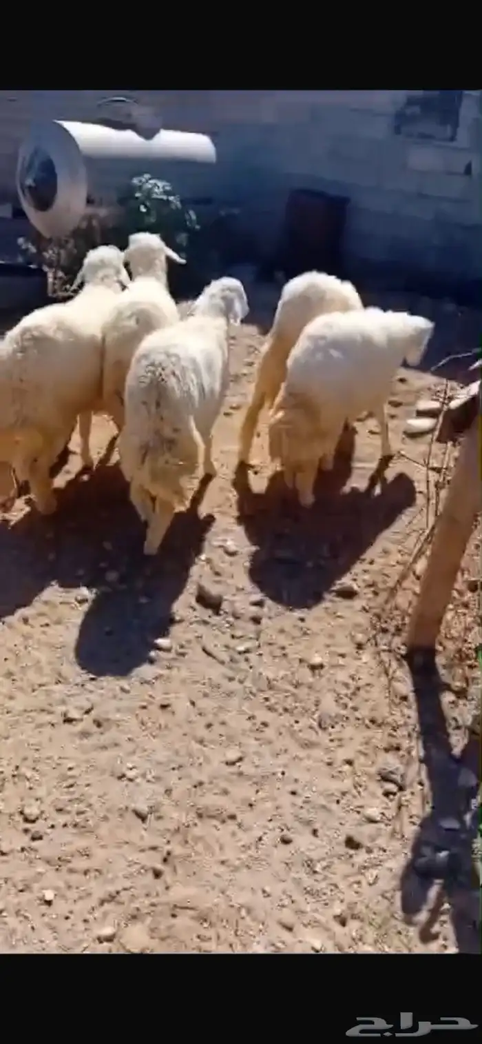 طليان حريات وسواكن للثلاجة والمناسبات مع الذبح والتوصيل 2