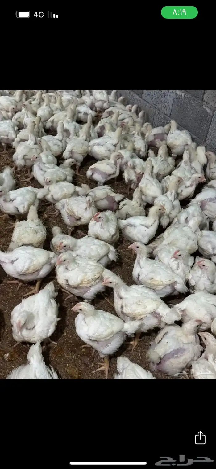 دجاج لاحم (قيا) 0