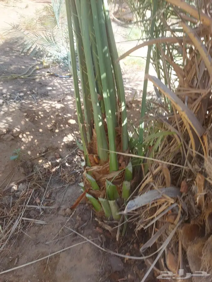 يوجد لدينا جميع انواع انخيل المثمر وزينه حسب اطلب 0