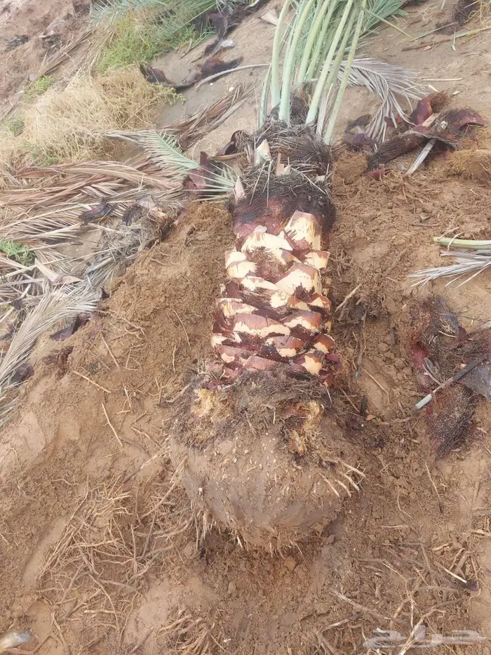 يوجد لدينا جميع انواع انخيل المثمر وزينه حسب اطلب 1