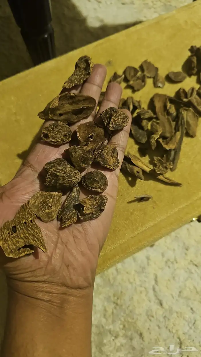 عود قديم كلمنتان مالينو 2