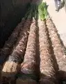 واشنطن للبيع 2