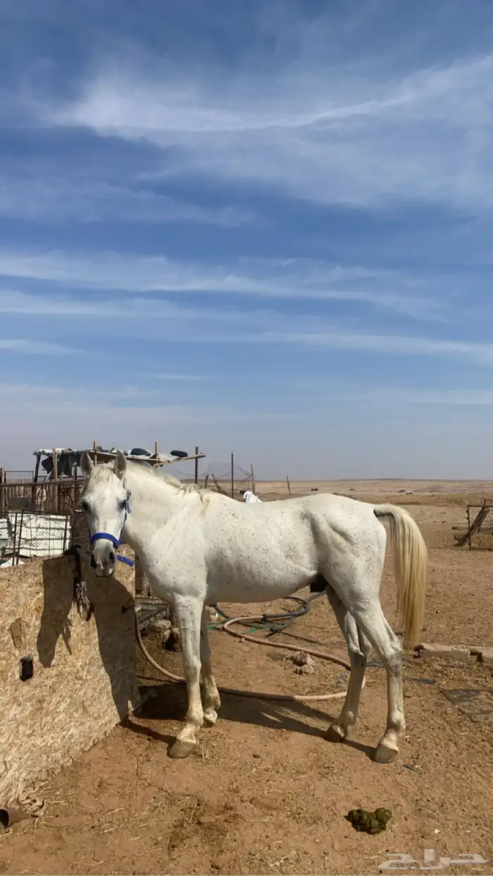 حصان شعبي  . 3