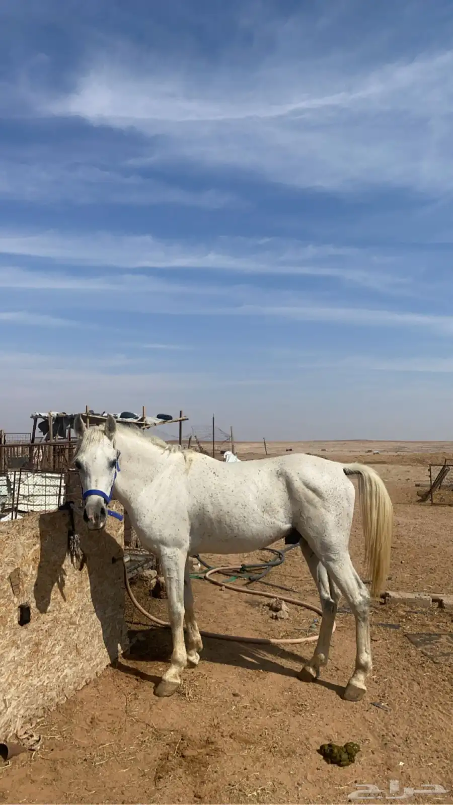 حصان شعبي  . 3