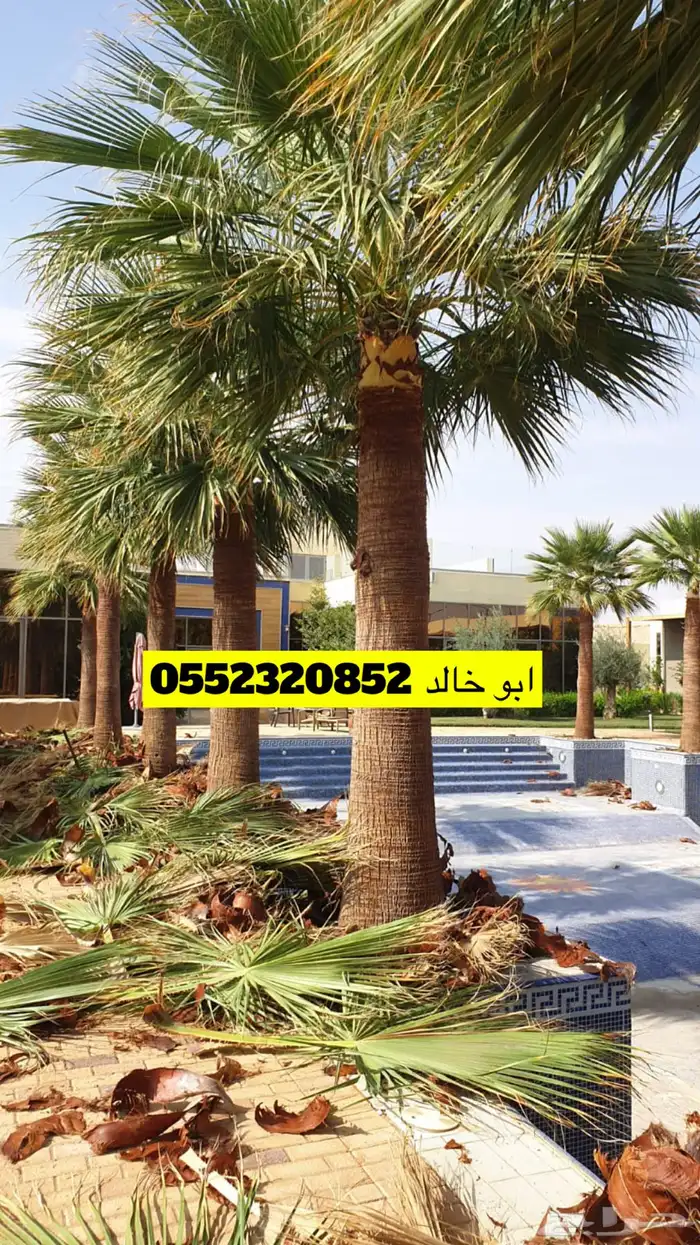 تكريب فن وخبره نخل زينة واشنطني 0