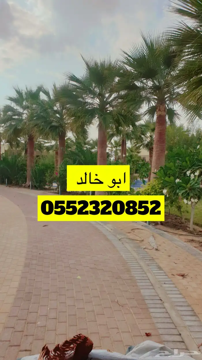 تكريب فن وخبره نخل زينة واشنطني 1