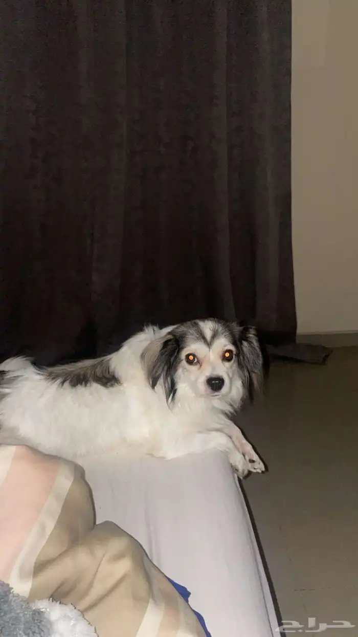 كلب شيواوا 1