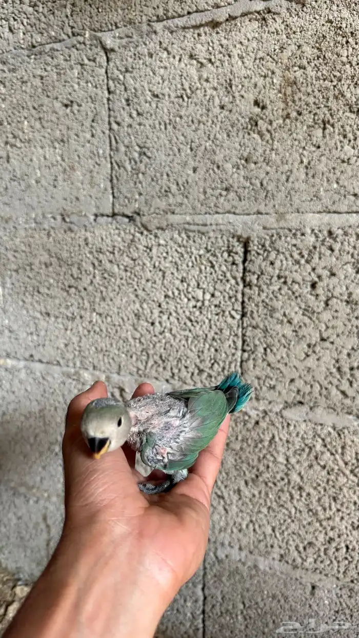 فروخ روز للبيع 11