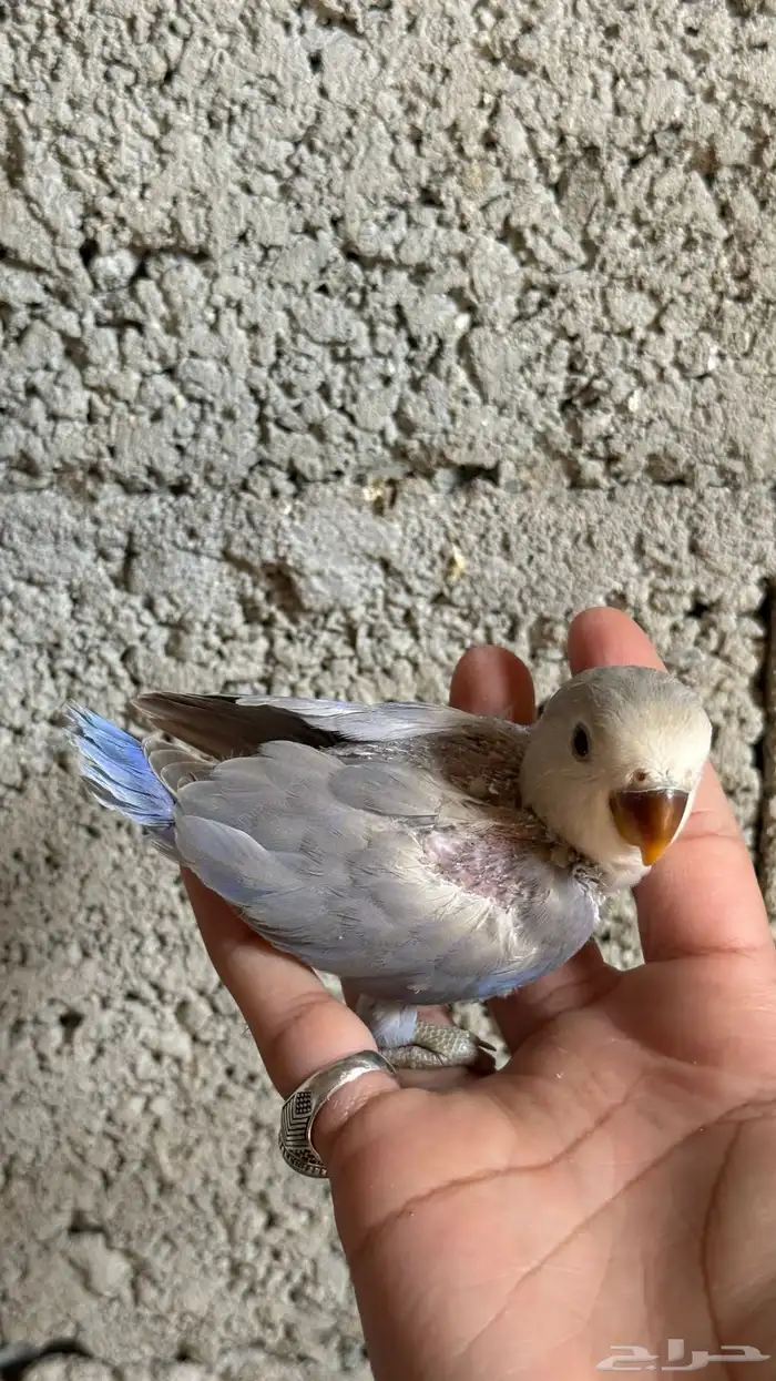فروخ روز للبيع 4