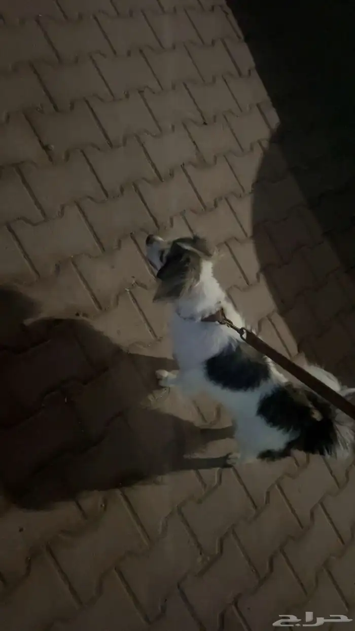 كلب شيواوا 2