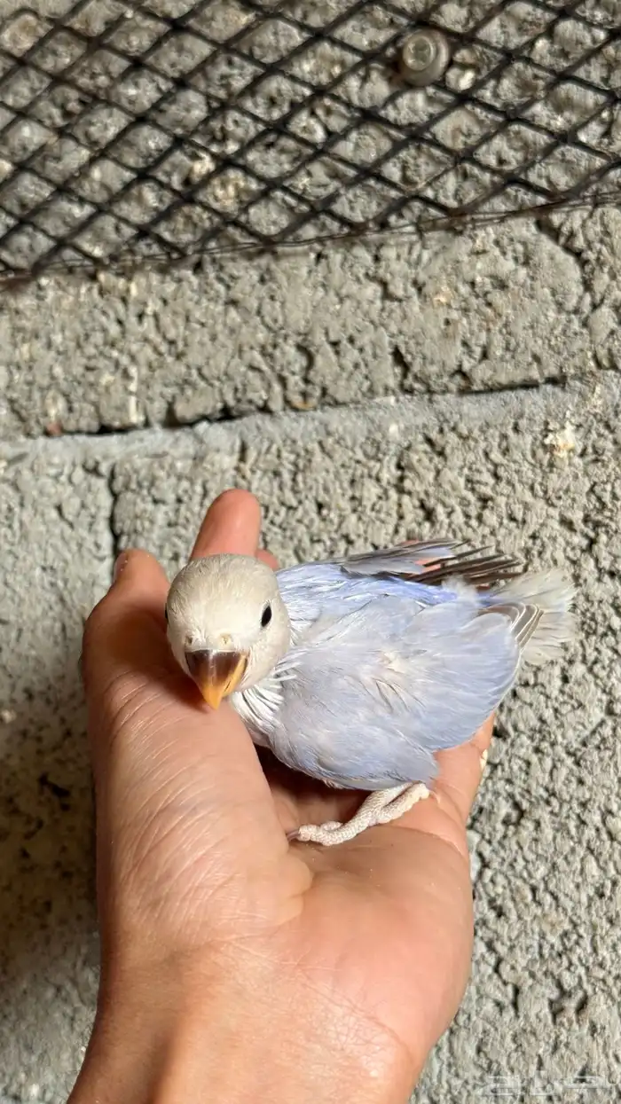 فروخ روز للبيع 7