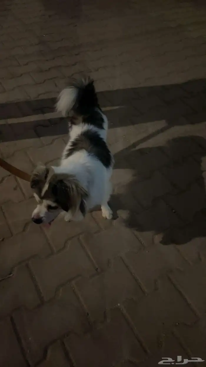 كلب شيواوا 3