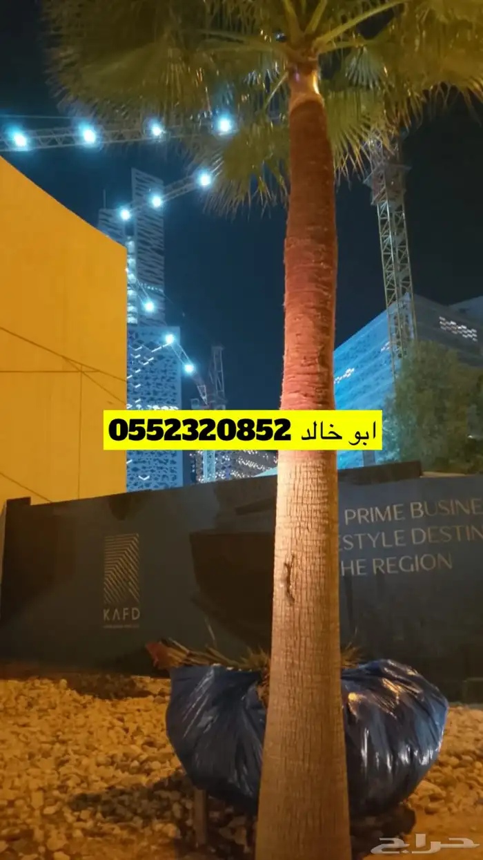 تكريب فن وخبره نخل زينة واشنطني 2