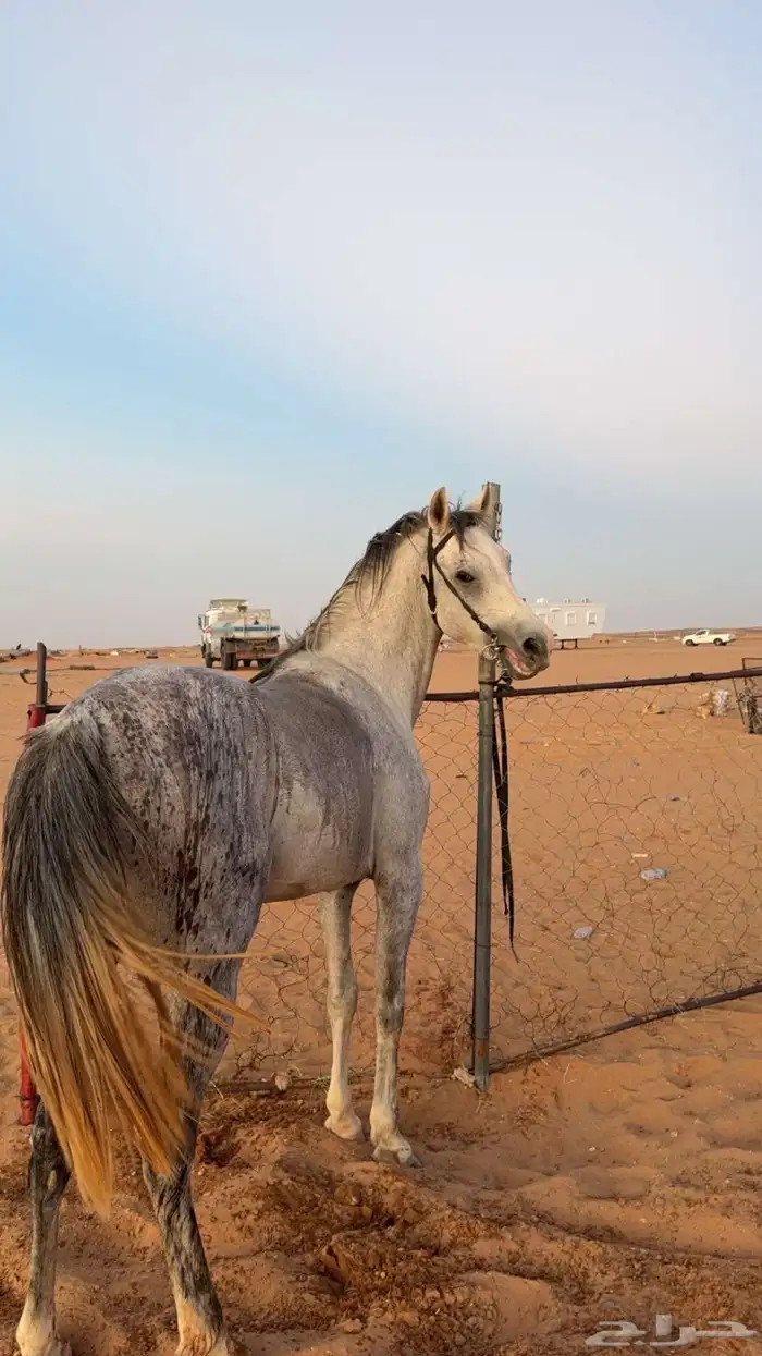 حصان شعبي للبيع 0