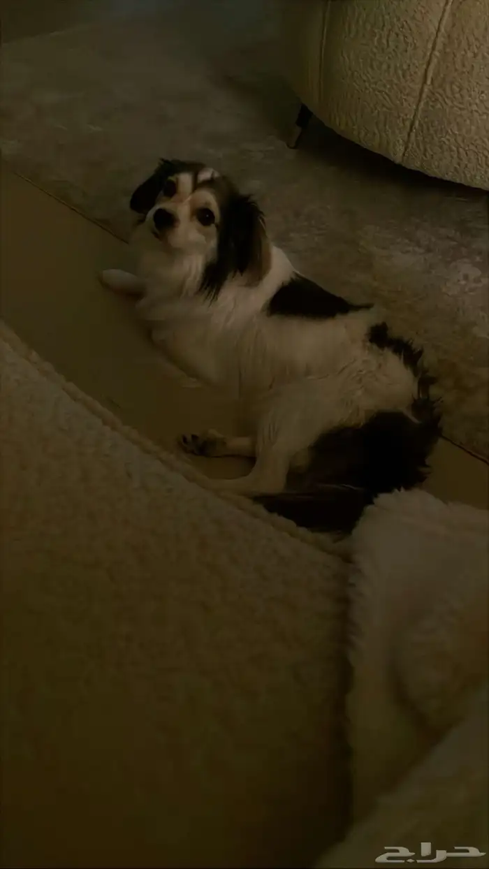 كلب شيواوا 0