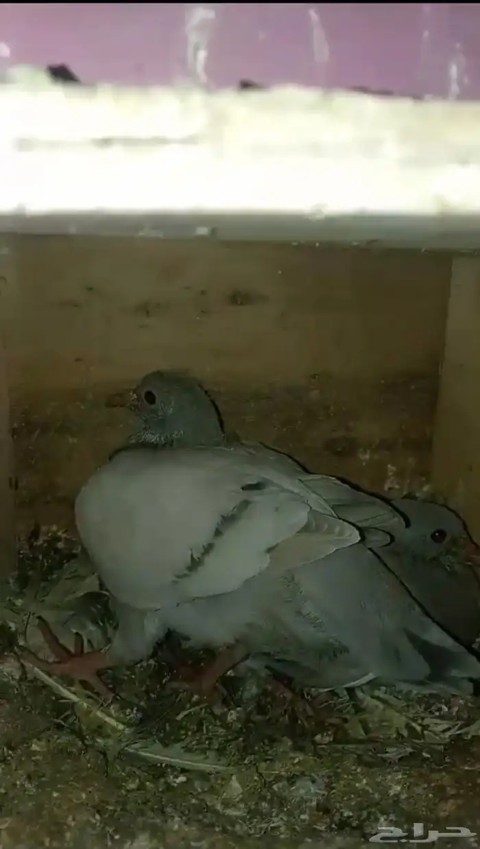 فراخه بسابيس فرنسي سلفر لاحم سوبر جامبو 3