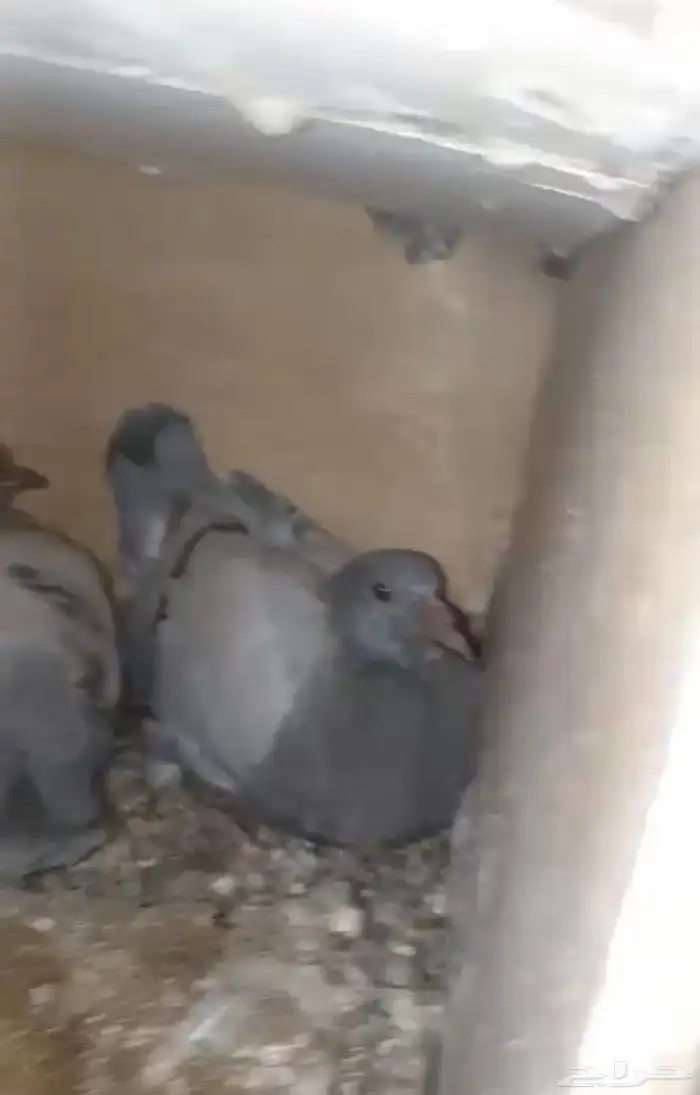 فراخه بسابيس فرنسي سلفر لاحم سوبر جامبو 2