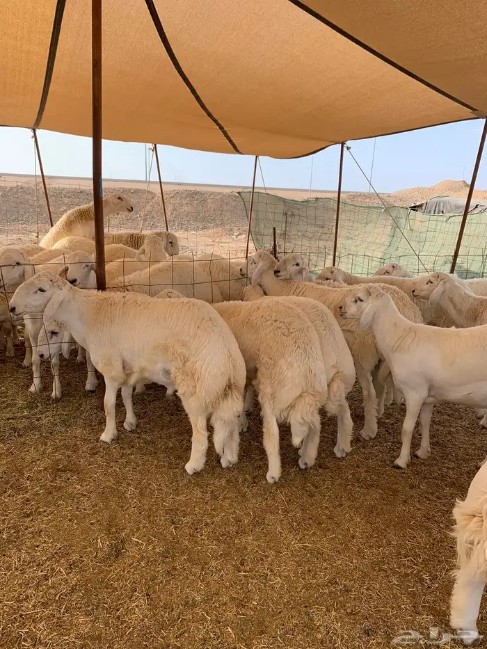 ذبايح فاخره فل شحم للبيع 11