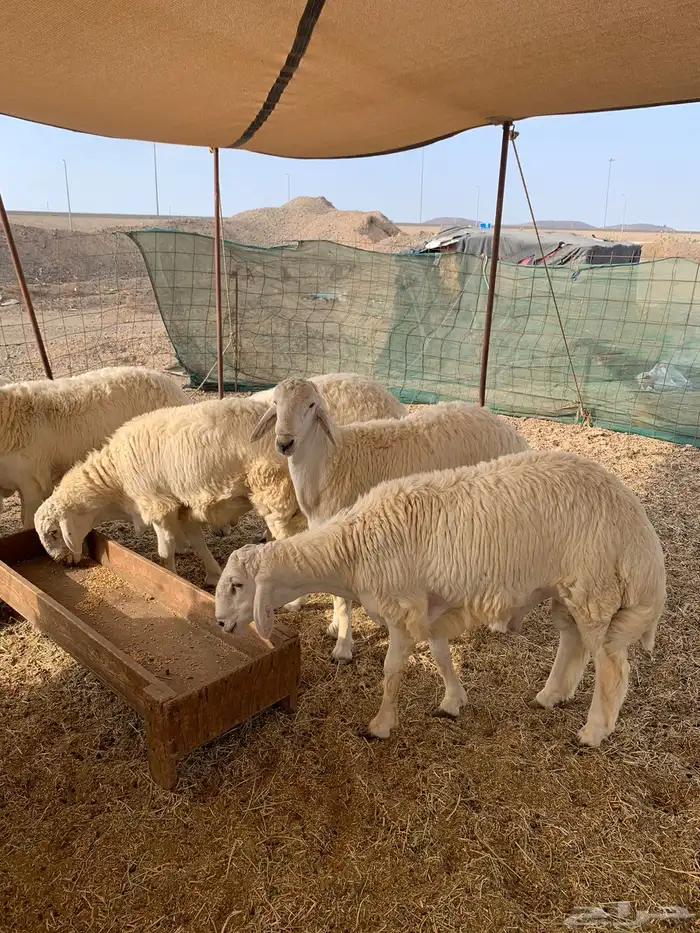 ذبايح فاخره فل شحم للبيع 10