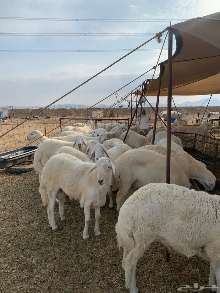ذبايح فاخره فل شحم للبيع 9